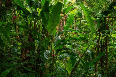 Yeşil yapraklı tropikal yağmur ormanı