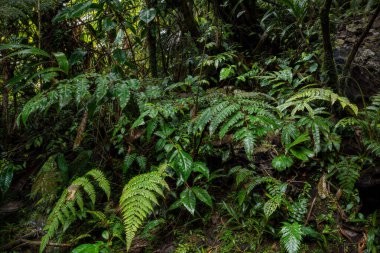 Yeşil yapraklı tropikal yağmur ormanı