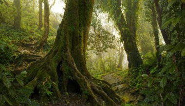 Kosta Rika yağmur ormanlarında yemyeşil botanik