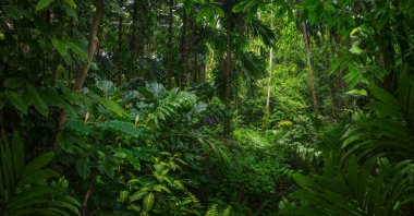 Kosta Rika yağmur ormanlarında yemyeşil botanik