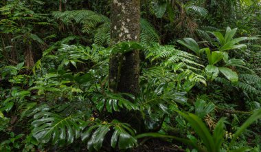 Kosta Rika yağmur ormanlarında yemyeşil botanik
