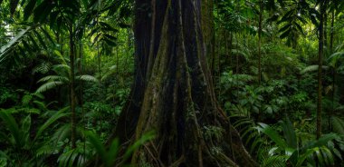 Kosta Rika yağmur ormanlarında yemyeşil botanik