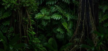 Kosta Rika yağmur ormanlarında yemyeşil botanik
