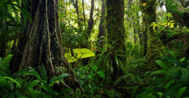 Kosta Rika yağmur ormanlarında yemyeşil botanik