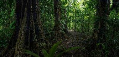 Kosta Rika yağmur ormanlarında yemyeşil botanik