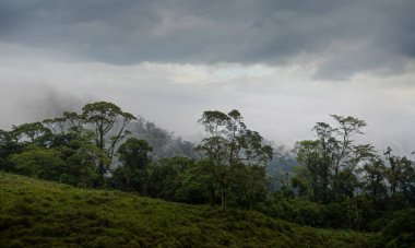 Kosta Rika yağmur ormanlarında yemyeşil botanik