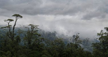 Kosta Rika yağmur ormanlarında yemyeşil botanik