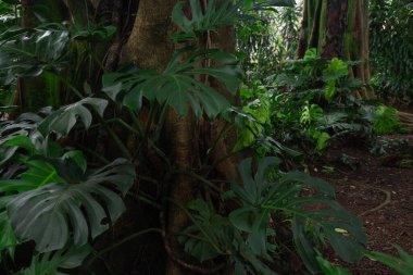Orta Amerika 'da yağmur ormanı