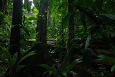 Orta Amerika 'da yağmur ormanı