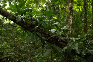 Orta Amerika 'da yağmur ormanı