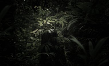 Loş ışık, tropikal yağmur ormanlarının yoğun yapraklarını süzer..