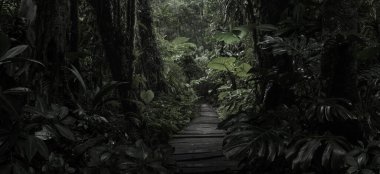 Loş ışık, tropikal yağmur ormanlarının yoğun yapraklarını süzer..