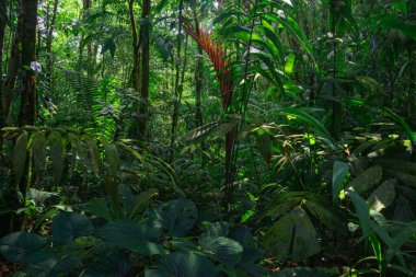 Tropik yağmur ormanları. Ağaçlı yeşil orman