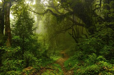 Sabah sisli, karanlık bir orman.