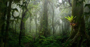 Loş ışık, tropikal yağmur ormanlarının yoğun yapraklarını süzer..