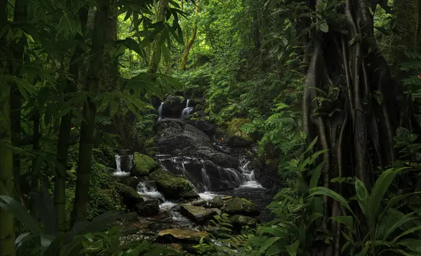 Loş ışık, tropikal yağmur ormanlarının yoğun yapraklarını süzer..