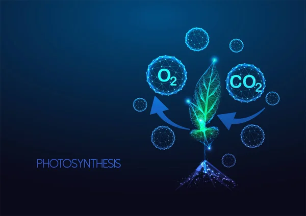 光合成の概念 Co2吸収と酸素放出図を持つ植物の炭素循環は 暗い青の背景に未来的な輝く低多角形のスタイルで モダンなデザインベクトルイラスト — ストックベクタ