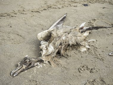 Sahilde martıyı öldürdü.