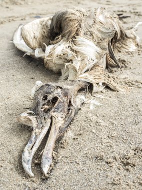 Sahilde martıyı öldürdü.