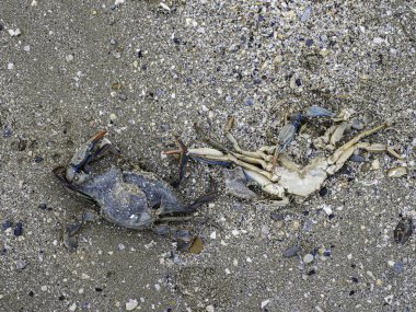 İtalya 'daki Cesenatico sahilinde ölü mavi yengeç.