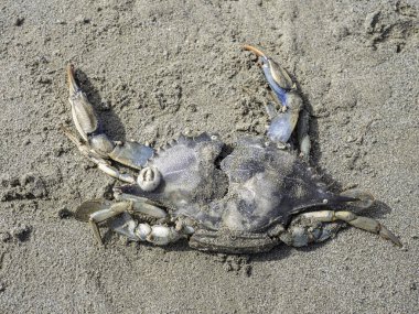 İtalya 'daki Cesenatico sahilinde ölü mavi yengeç.