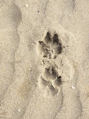 Kumda işaretlenmiş köpek izlerini yukarıdan görüntüle