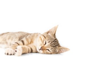 Tatlı kedi uyuyor. Beyaz arkaplanda portre.