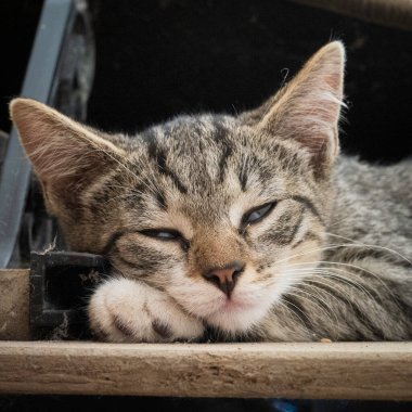Tekir kedinin portresi, yakın plan.