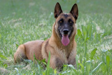 Gevşemiş Malinois köpeği taze çimlerin üzerinde uzanmış neşeli bir ifadeyle
