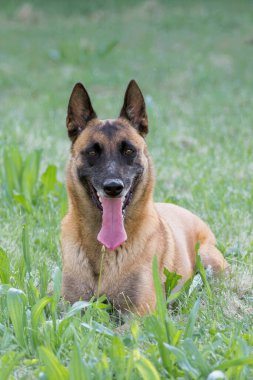 Gevşemiş Malinois köpeği taze çimlerin üzerinde uzanmış neşeli bir ifadeyle