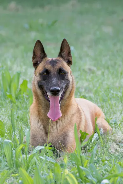 Gevşemiş Malinois köpeği taze çimlerin üzerinde uzanmış neşeli bir ifadeyle