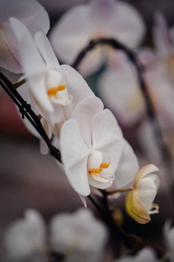 Yumuşak sarı merkezleri olan narin beyaz orkideler bir bitkinin fidanlığında yakın plan detaylarıyla yakalanır..