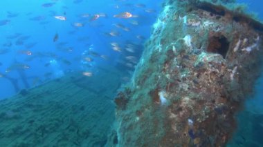 Sualtı sahnesi - Bir gemi enkazında dalgıçlar