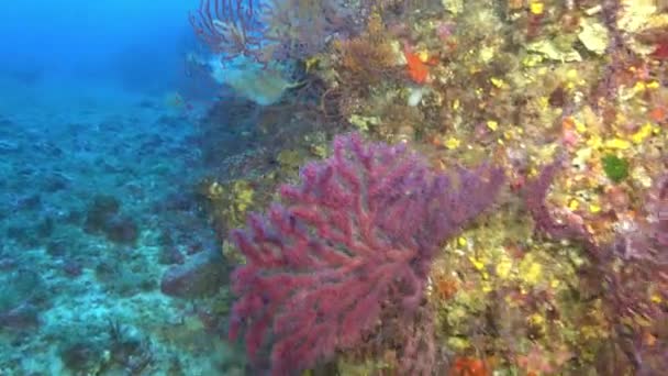 水中シーン 深い海底に赤いゴルゴニアン — ストック動画