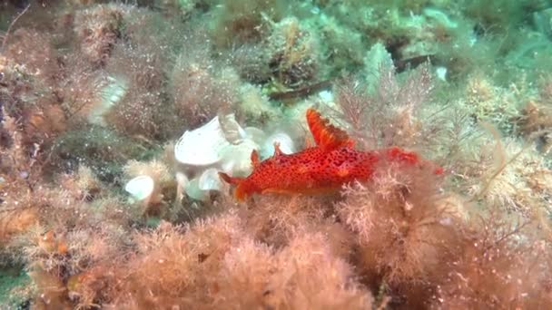 Trochę Podwodne Życie Orange Nudibranch — Wideo stockowe