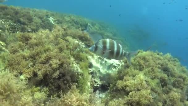 Kaiserbrassen Mittelmeerriff Unterwasserwelt — Stockvideo