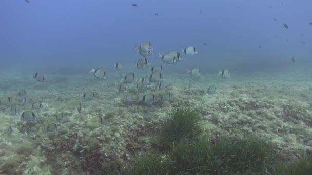 Υποβρύχια Σκηνή Δύο Κοπάδια Ψαριών Ρηχά Νερά — Αρχείο Βίντεο