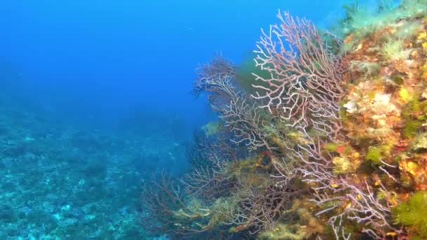 自然水中 深い海底に赤いゴルゴニアン — ストック動画