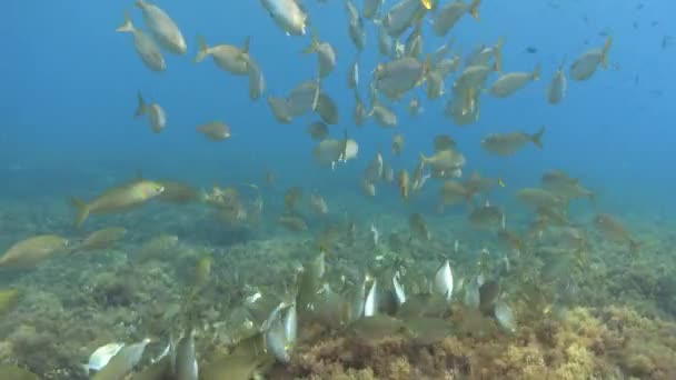 Nature Underwater Mediterranean Sea Gold Banded Fish Shoal — Stock Video