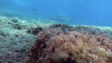 Su altında hayat - Kameranın yanında yüzen küçük resif balıkları 