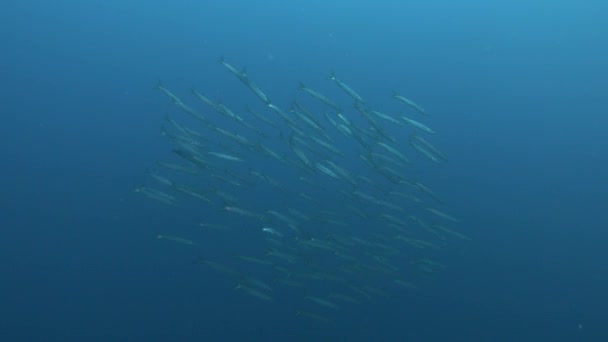Wildlife Υποβρύχια Μπάλα Ψαριών Barracuda Θολό Νερό — Αρχείο Βίντεο