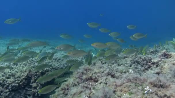 Cardumen Peces Salema Vida Submarina Mar Mediterráneo — Vídeo de stock