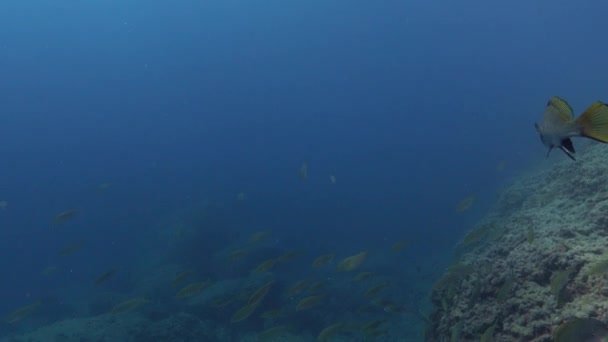 Paisaje Submarino Pov Buceo Arrecife Marino Mediterráneo — Vídeo de stock