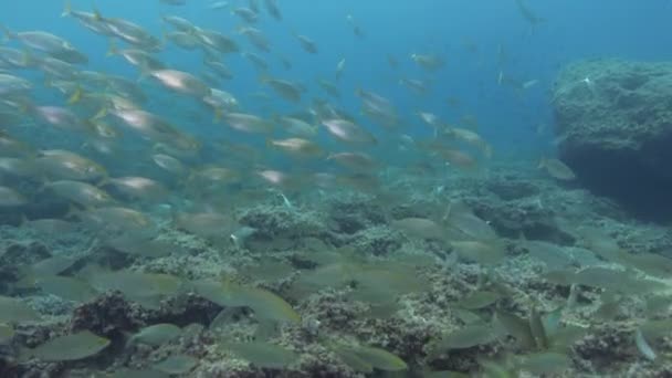 Peces Con Bandas Oro Arrecife Del Mar Mediterráneo Buceo Mallorca — Vídeos de Stock
