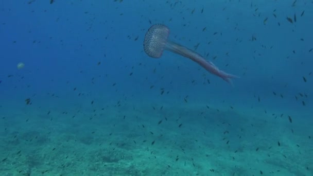 Deniz Yaşamı Mavi Deniz Suyunda Yalnız Denizanası — Stok video