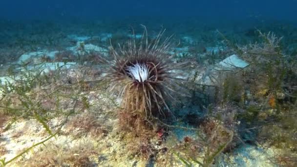 Θαλάσσια Ζωή Spirograph Deep Sea — Αρχείο Βίντεο