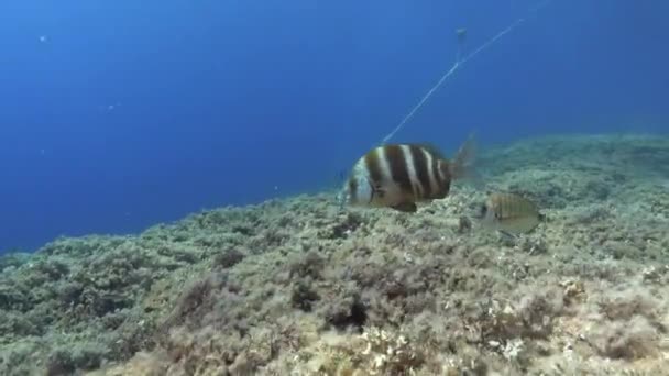 Marine Life Imperial Bream Swimming Shallow Water — Stock Video