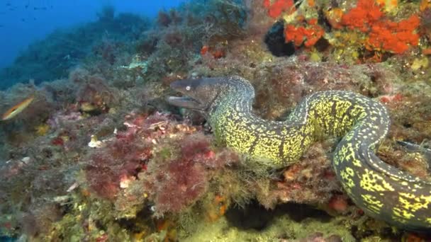 Fauna Selvatica Sott Acqua Moray Anguilla Una Scena Subacquea Colorata — Video Stock