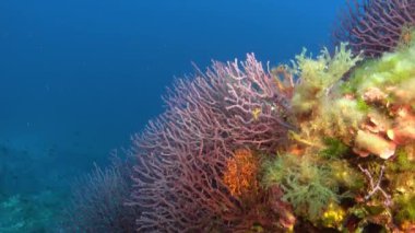 Su altında - Kırmızı gorgonyan 49 metre derinliğinde