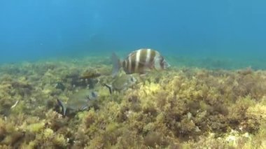 Resifteki çipura ve diğer küçük çerezler.